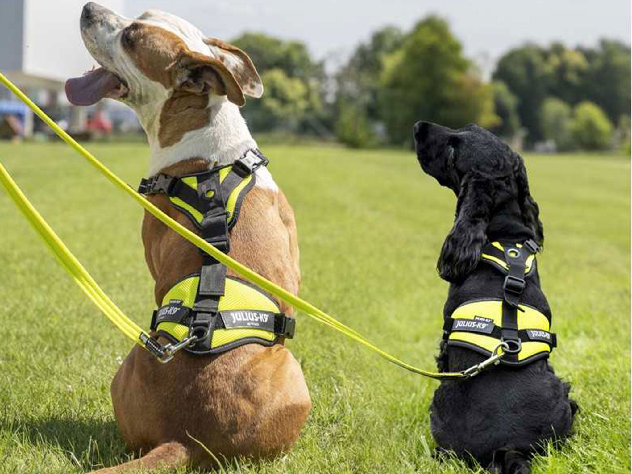 Pettorina Julius-K9 Air Mesh Mantrailing – Professionale, Traspirante e Ultra-Resistente