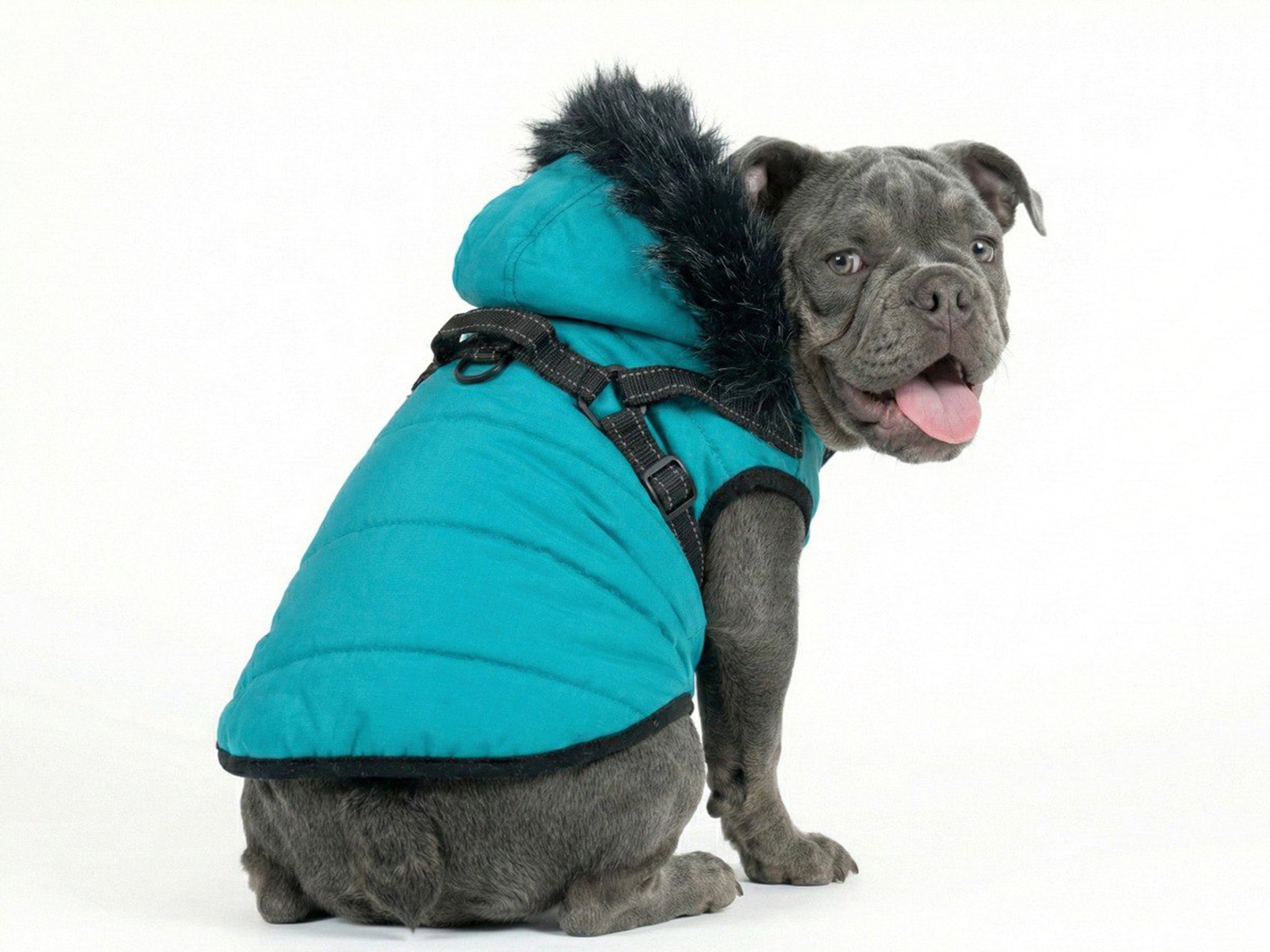 Cappotto Invernale Blu per Cani con Cappuccio in Pelliccia e Imbracatura Integrata