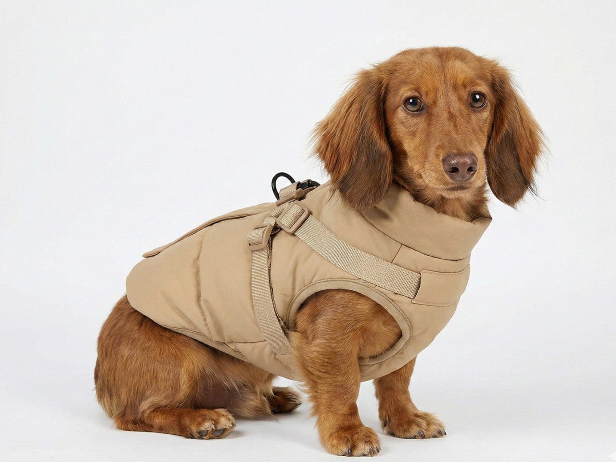 Cappotto Invernale per Cani Beige con Imbracatura Integrata – Imbottito e Impermeabile