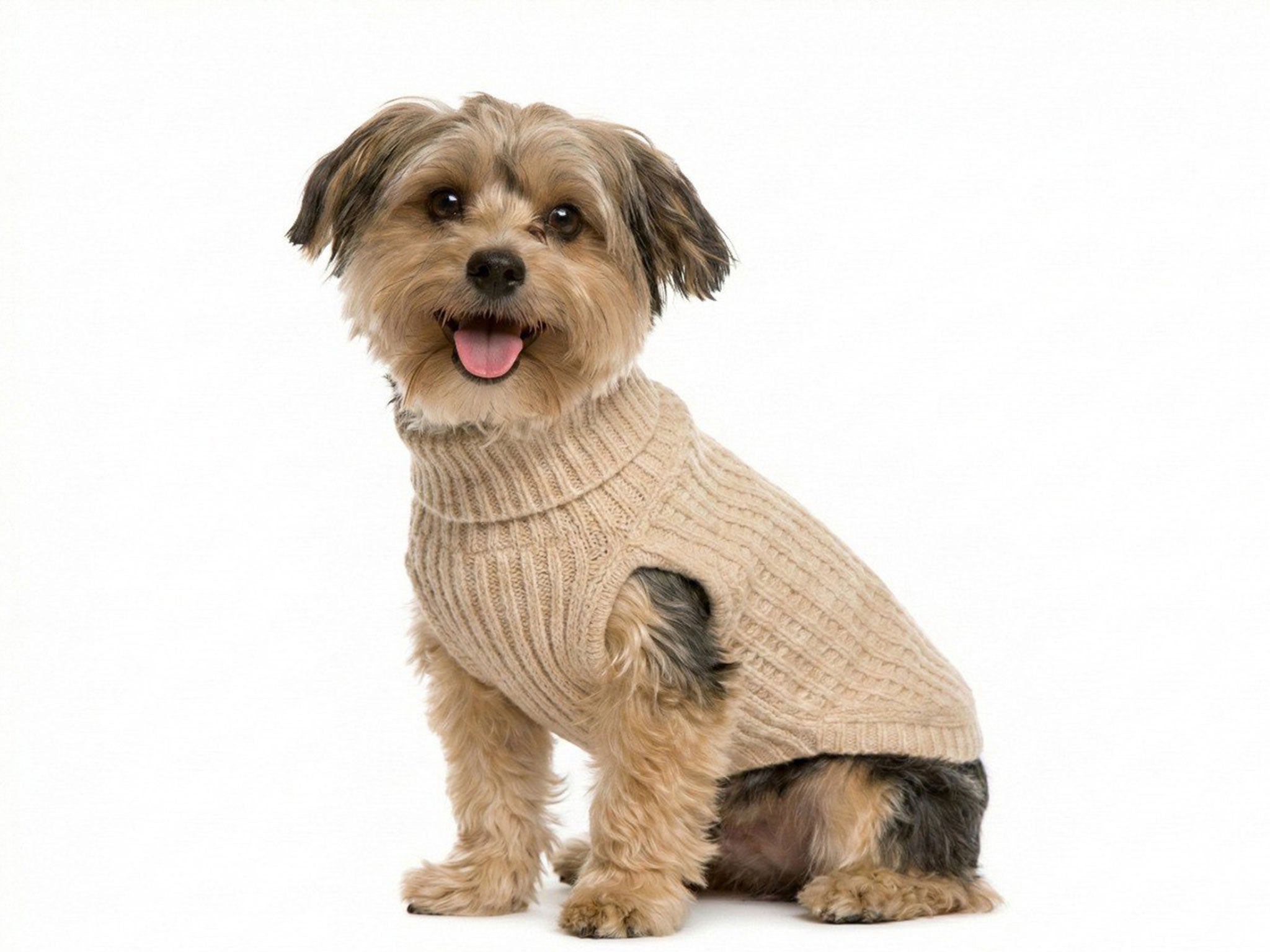 Maglioncino per Cani in Lanetta Beige – Morbido e Caldo a Treccia