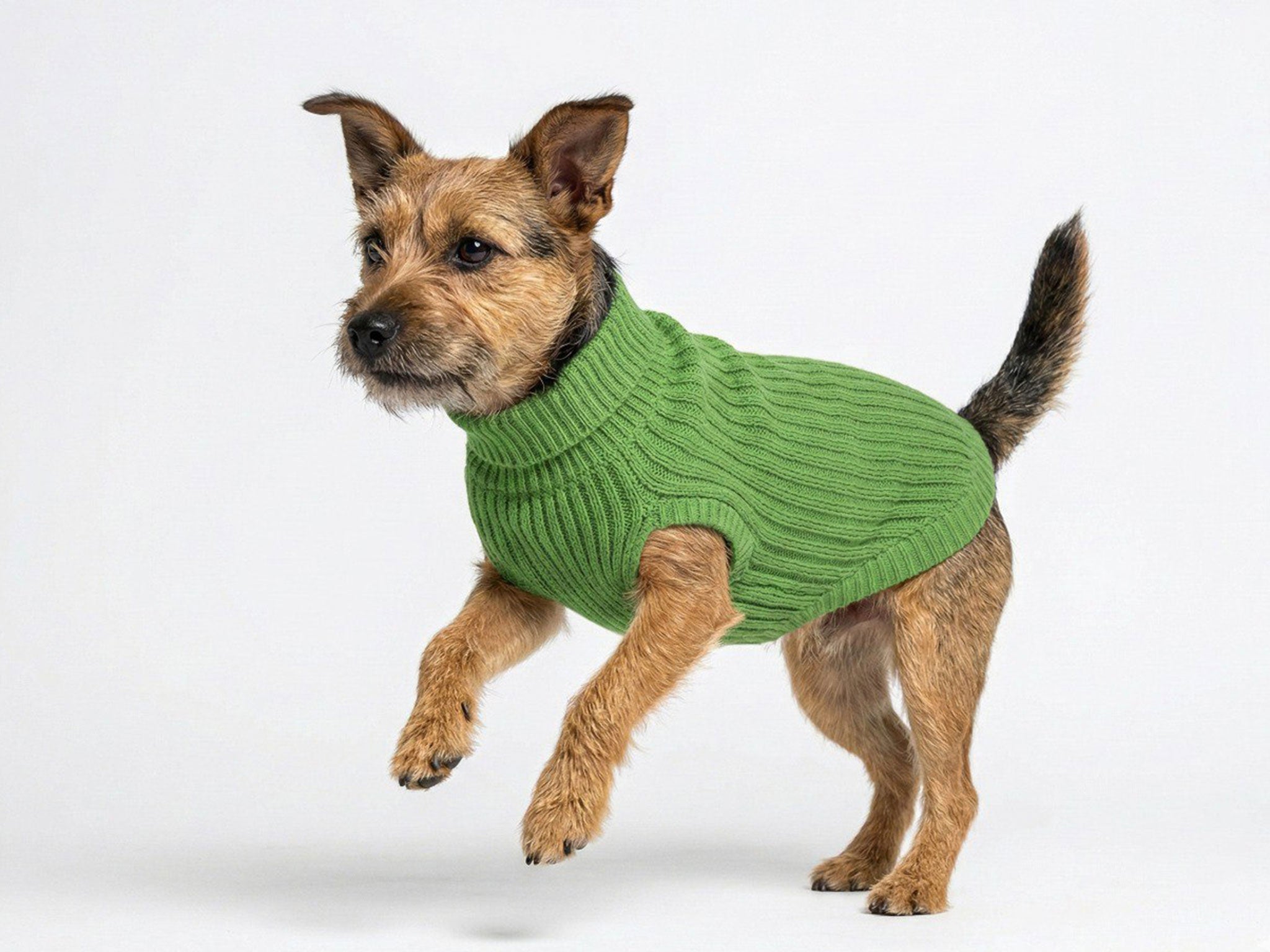 Maglioncino per Cani in Lanetta Verde – Morbido e Caldo a Treccia